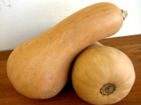 image of butternut_squash #34