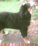 image of bernese_mountain_dog