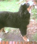 image of bernese_mountain_dog #12