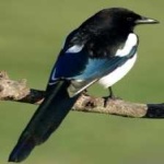 image of bird