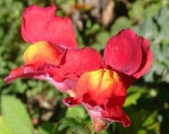 image of flower