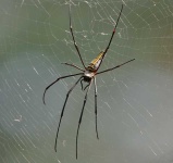 image of harvestman