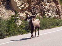 image of bighorn