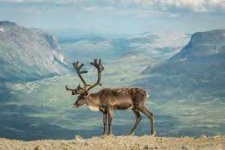 image of reindeer #45