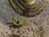 image of animal