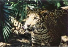 image of jaguar_car
