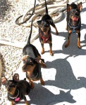 image of miniature_pinscher