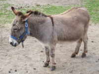 image of animal