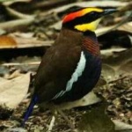 image of bird