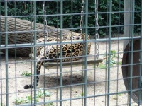 image of jaguar_car
