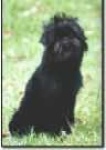 image of affenpinscher