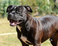 image of animal