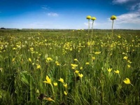 image of grassland