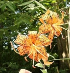 image of flower
