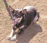 image of kelpie