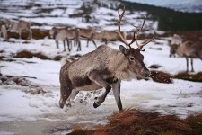 image of reindeer #34