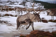 image of animal