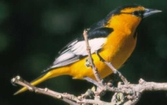 image of oriole