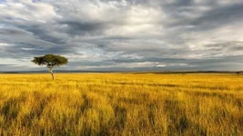 image of savanna