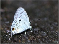 image of lycaenid