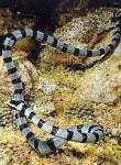 image of sea_snake