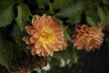 image of flower