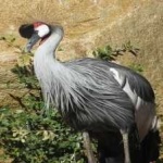 image of bird