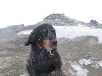 image of gordon_setter #9