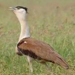 image of bird