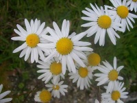 image of daisy