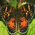 image of animal