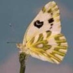 image of animal