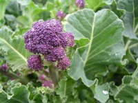 image of broccoli #6