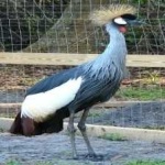 image of bird