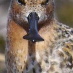 image of bird