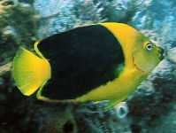 image of rock_beauty