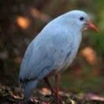 image of bird
