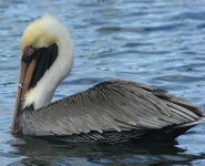 image of pelican