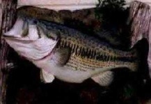 image of animal