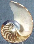 image of nautilus