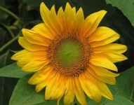 image of sunflower #1