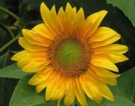 image of flower