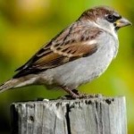 image of bird