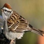 image of bird