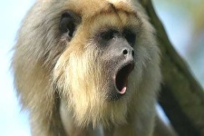 image of howler_monkey