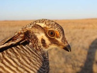 image of prairie_chicken