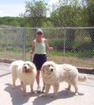 image of great_pyrenees