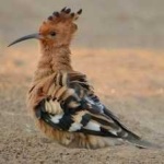 image of bird