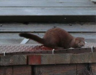 image of mink