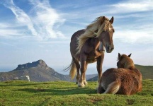 image of animal